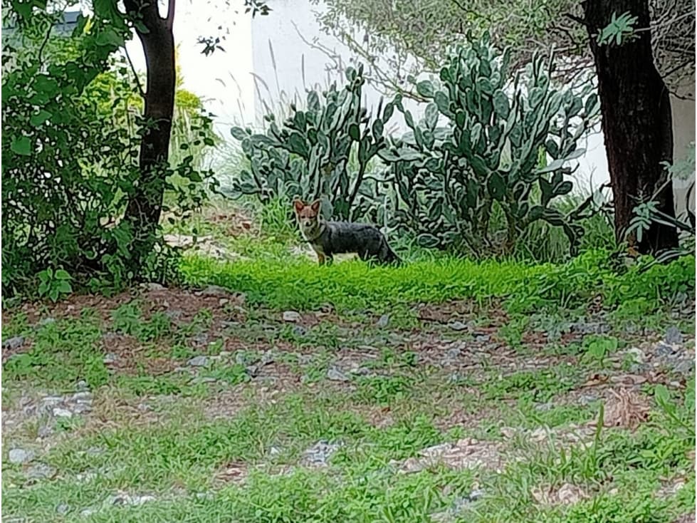 TERRENO EN VENTA LA CALERA CINCO LOMAS — foto 4