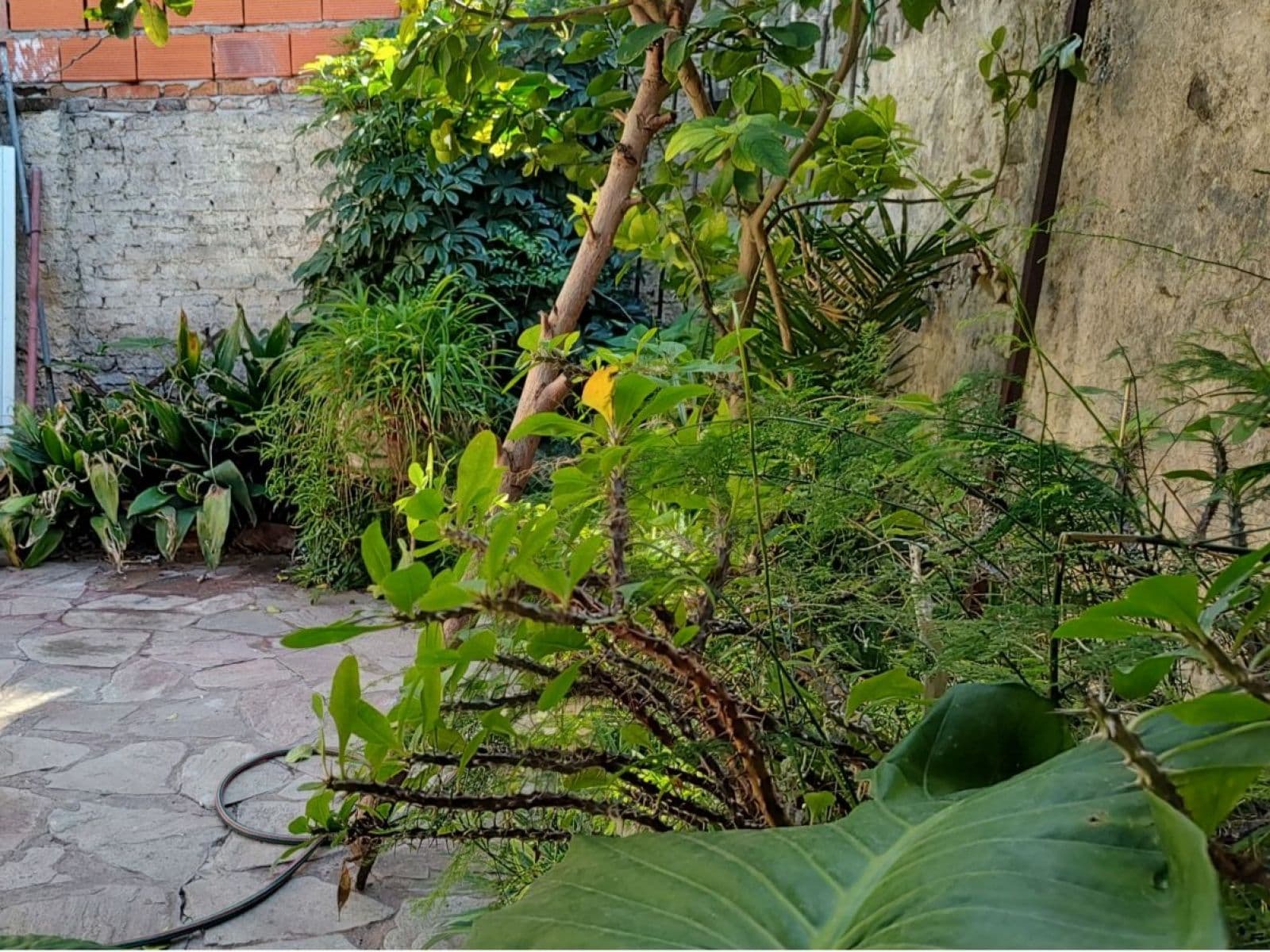 CASA ALMAFUERTE 359 - San Pedro — foto 3