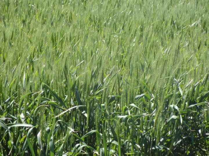 115 HA GANADERAS - Coronel Bogado - Prov. de Santa Fe — foto 10