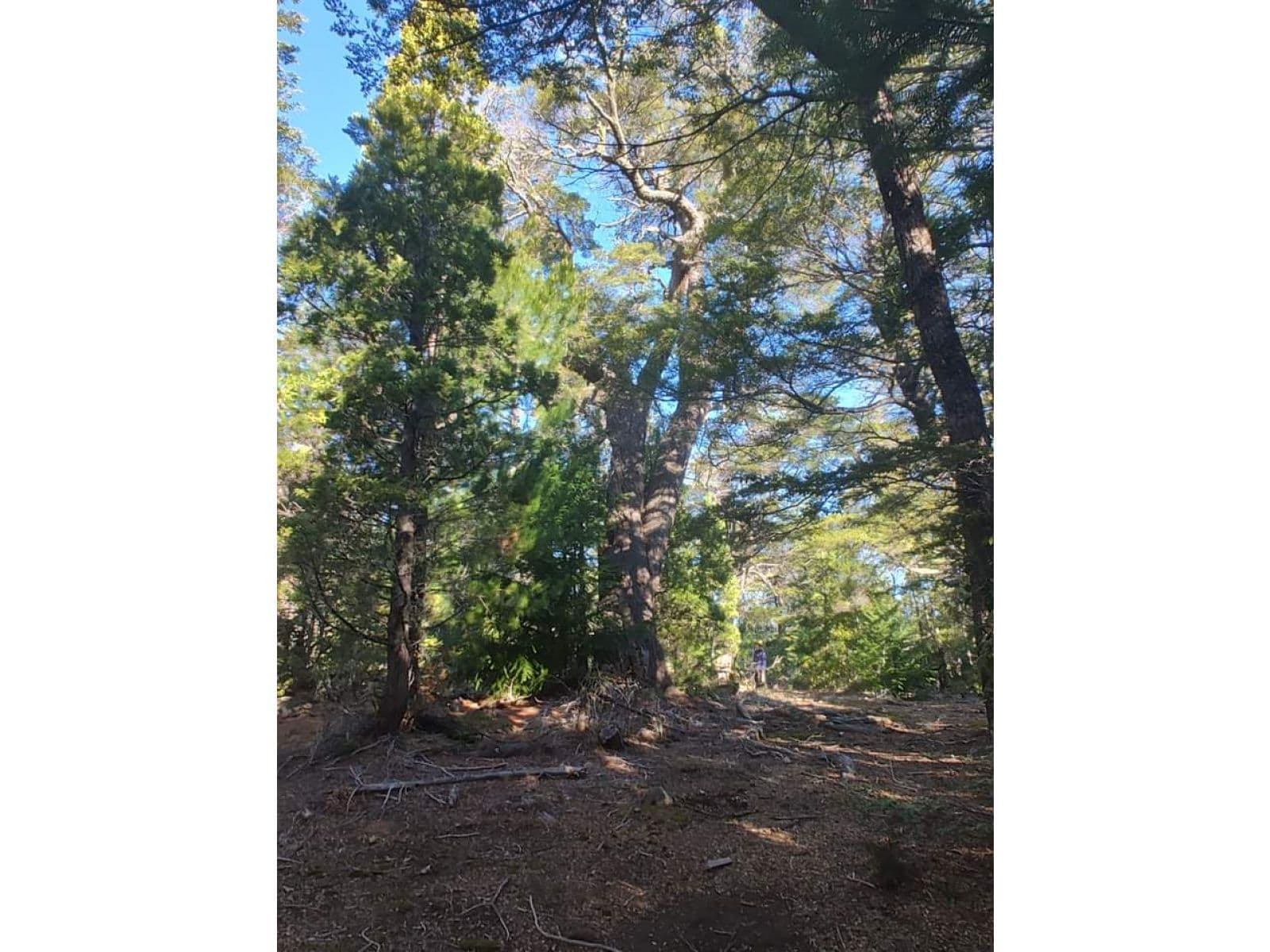 SE VENDE HERMOSO CAMPO — foto 1