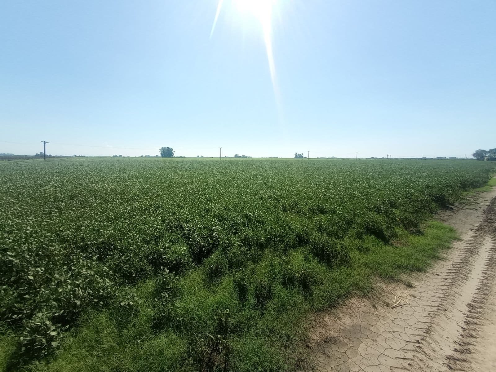 VENDE CAMPO EN SOLDINI 7 HAS. — foto 5