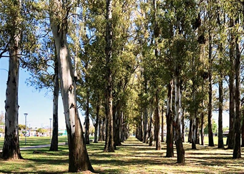 Venta Terreno Ecolagos Este - Lote 416 (300 m2) - General Lagos — foto 10