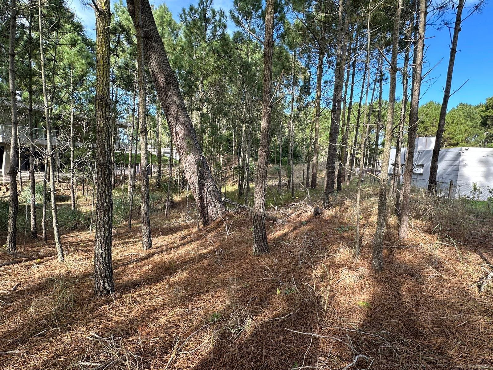 De La Bitácora Alamos Ii — foto 6