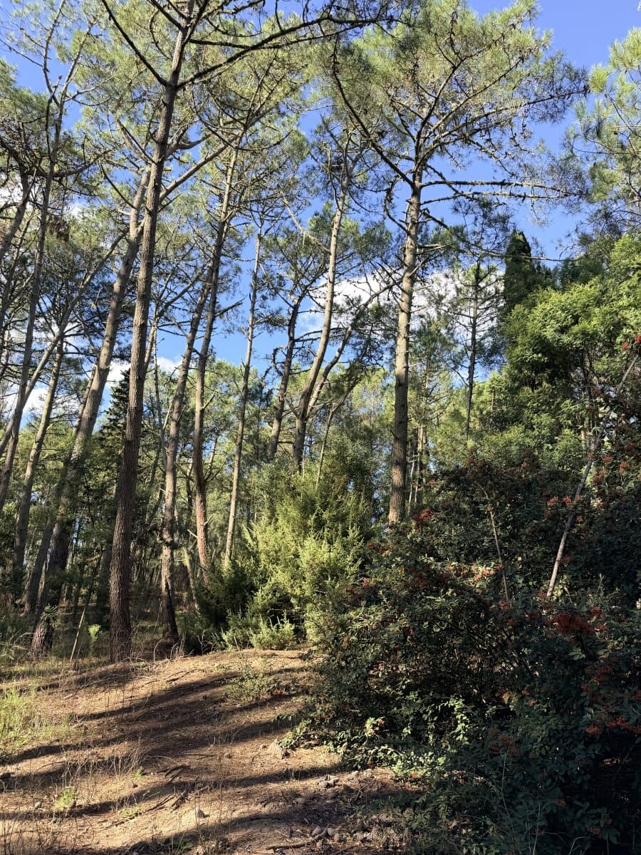 LOTE EN VENTA EN CARILO. BARRIO ENEBROS — foto 5