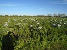 campo-venta - -INMOBILIARIA CATTONI----502